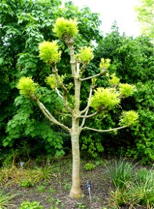 Horticultural specimen in Sir Harold Hillier Gardens - Romsey, Hampshire, England.