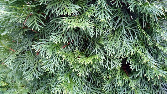 No one green nature