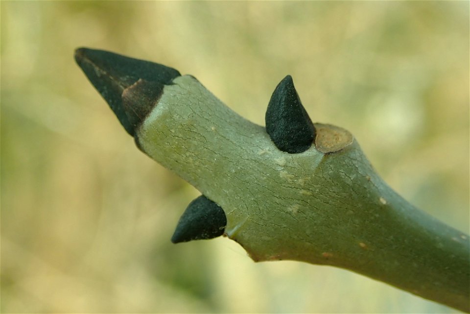 European ash (Fraxinus excelsior)