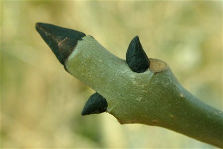 European ash (Fraxinus excelsior)
