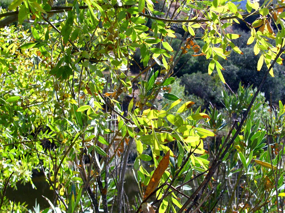Fraxinus excelsior leaves, Fresnedas river, Valle de Alcudia and Campo de Calatrava