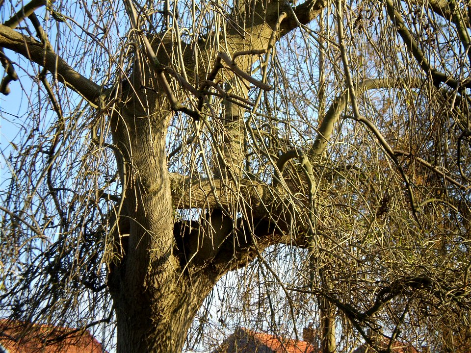 Fraxinus excelsior Pendula Treures