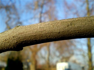Fraxinus excelsior Pendula Treures