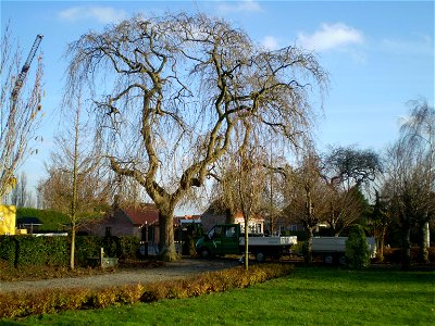 Fraxinus excelsior Pendula Treures