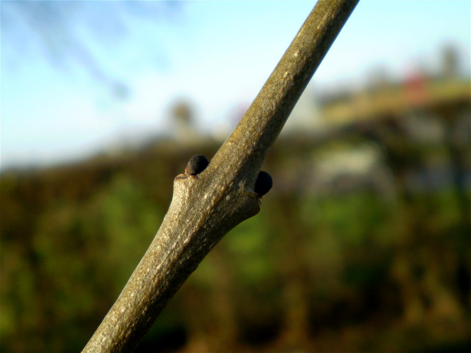 Fraxinus excelsior PendulaTreures