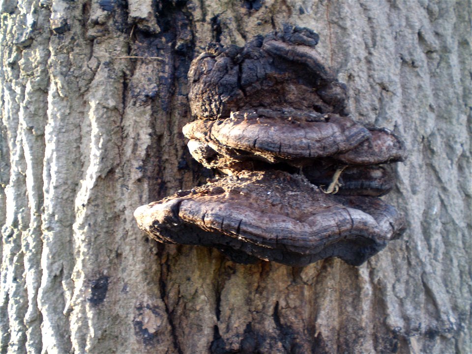 Fraxinus excelsior Pendula Treures