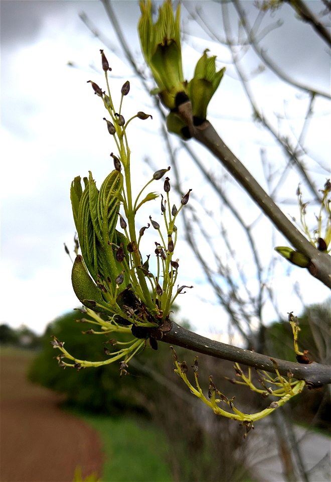 female inflorescence of Fraxinus excelsior, Liberec region, Czechia