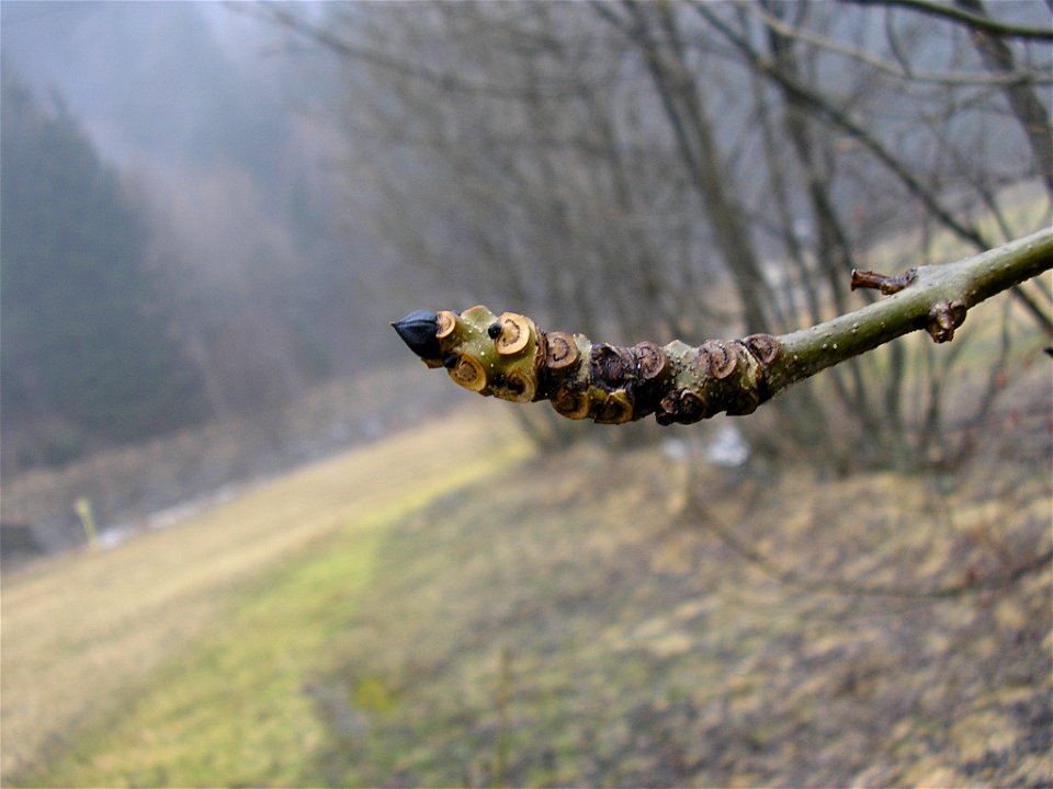 *Autore: Reedj.
Gemma di Fraxinus excelsior, marzo 2005