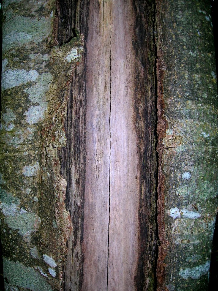 Frost crack showing annual damage and bare wood. On Ash. Eglinton, North Ayrshire, Scotland