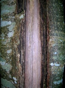 Frost crack showing annual damage and bare wood. On Ash. Eglinton, North Ayrshire, Scotland