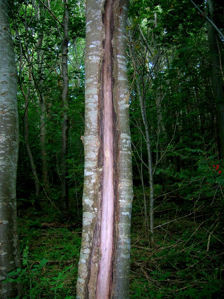 An extreme case of frost crack on an Ash tree, Eglinton, North Ayrshire, Scotland
