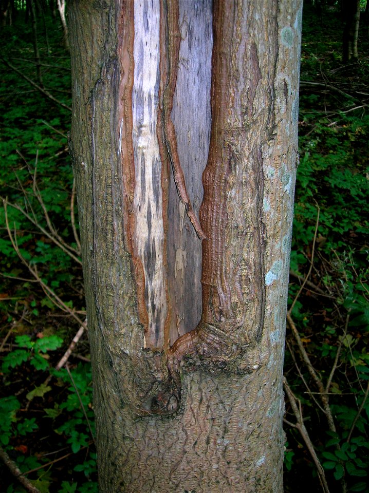 The initiation point of a frost crack on an ash tree. Eglinton, North Ayrshire, Scotland