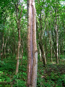 Severe frost crack on ash. Eglinton, North Ayrshire, Scotland.