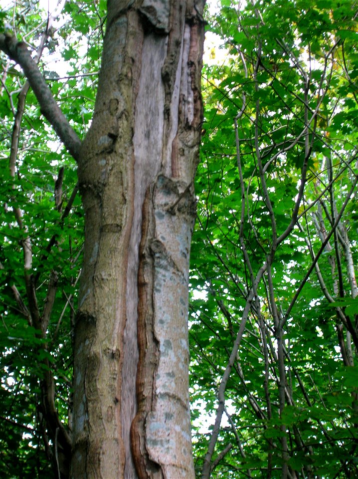 Termination of severe frost crack on an annually damaged tree. Eglinton, North Ayrshire, Scotland