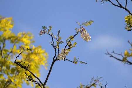 Sky background spring tree