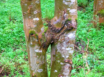 Two Ash trees fused together, Eglinton, North Ayrshire, Scotland. photo