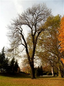 Jesion wyniosły przy cmentarzu żołnierzy Armii Radzieckiej w Raciborzu. Ustanowiony pomnikiem przyrody.