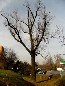 Jesion wyniosły przy ul. Londzina w Raciborzu. Ustanowiony pomnikiem przyrody.