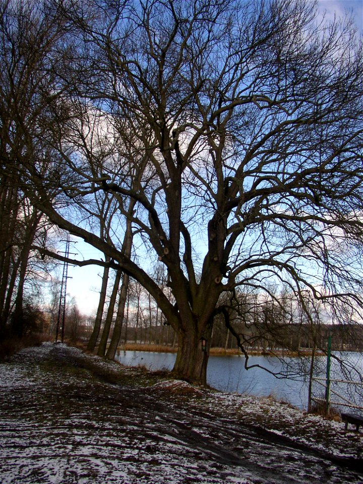 Jasan u Turyňského rybníka, protected example of Common Ash (Fraxinus excelsior) on southern shore of the Turyň Pond in village of Kamenné Žehrovice, Kladno District, Central Bohemian Region, Czech Re