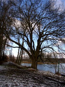 Jasan u Turyňského rybníka, protected example of Common Ash (Fraxinus excelsior) on southern shore of the Turyň Pond in village of Kamenné Žehrovice, Kladno District, Central Bohemian Region, Czech Re