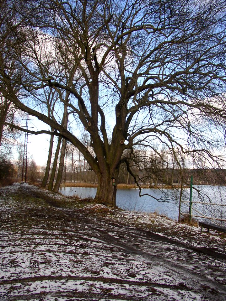 Jasan u Turyňského rybníka, protected example of Common Ash (Fraxinus excelsior) on southern shore of the Turyň Pond in village of Kamenné Žehrovice, Kladno District, Central Bohemian Region, Czech Re