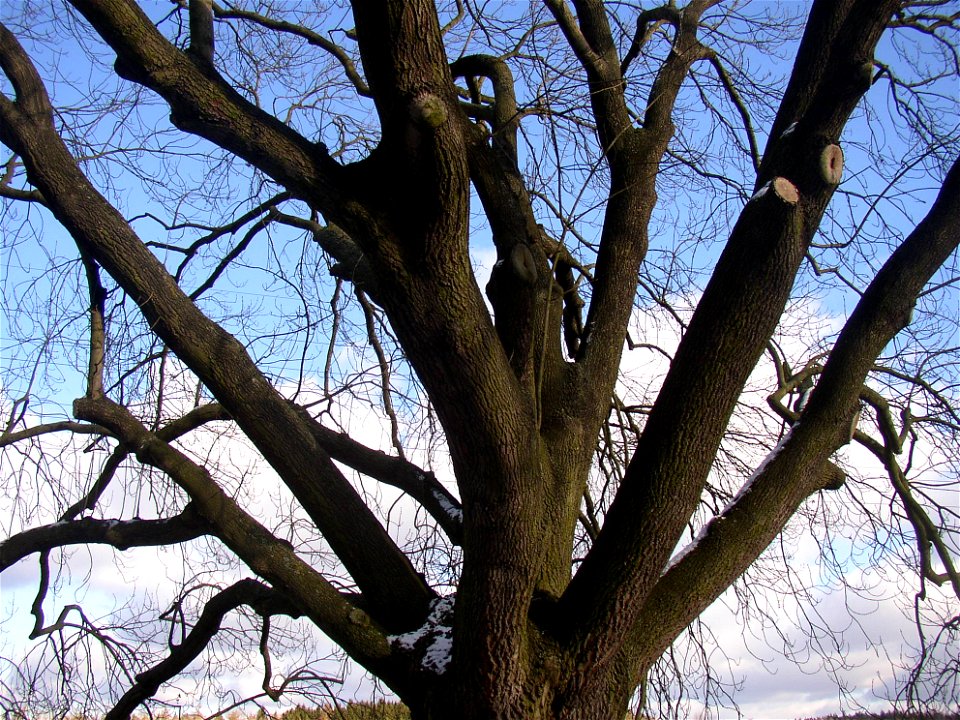 Jasan u Turyňského rybníka, protected example of Common Ash (Fraxinus excelsior) on southern shore of the Turyň Pond in village of Kamenné Žehrovice, Kladno District, Central Bohemian Region, Czech Re