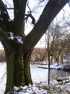 Jasan u Turyňského rybníka, protected example of Common Ash (Fraxinus excelsior) on southern shore of the Turyň Pond in village of Kamenné Žehrovice, Kladno District, Central Bohemian Region, Czech Re