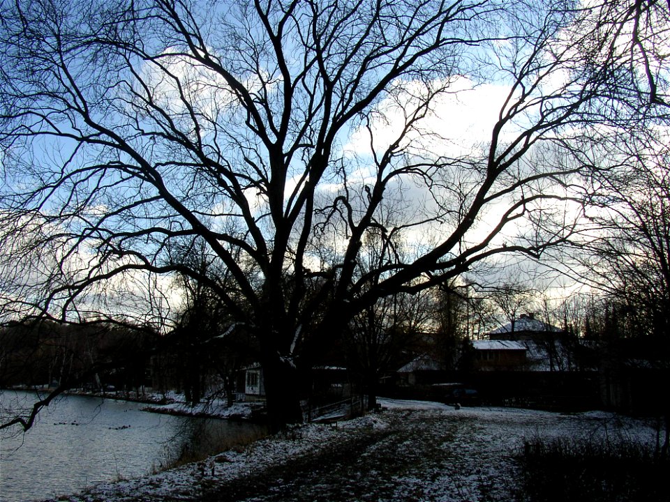 Jasan u Turyňského rybníka, protected example of Common Ash (Fraxinus excelsior) on southern shore of the Turyň Pond in village of Kamenné Žehrovice, Kladno District, Central Bohemian Region, Czech Re