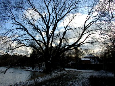 Jasan u Turyňského rybníka, protected example of Common Ash (Fraxinus excelsior) on southern shore of the Turyň Pond in village of Kamenné Žehrovice, Kladno District, Central Bohemian Region, Czech Re