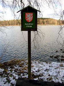 Jasan u Turyňského rybníka, protected example of Common Ash (Fraxinus excelsior) on southern shore of the Turyň Pond in village of Kamenné Žehrovice, Kladno District, Central Bohemian Region, Czech Re