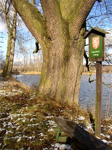 Jasan u Turyňského rybníka, protected example of Common Ash (Fraxinus excelsior) on southern shore of the Turyň Pond in village of Kamenné Žehrovice, Kladno District, Central Bohemian Region, Czech Re