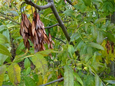 European Ash or Common Ash (Fraxinus excelsior) seeds in WWT London Wetland Centre, England.
