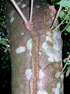 The termination of a minor frost crack on Ash. Eglinton, North Ayrshire, Scotland