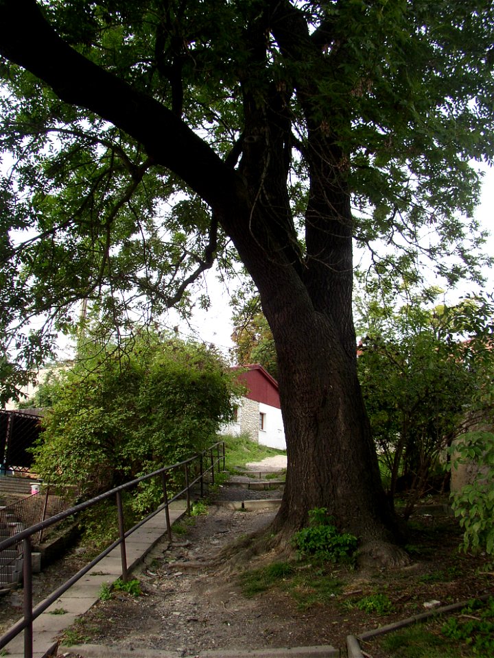 Protected example of Common Ash (Fraxinus excelsior) in Švermov (northern suburb of Kladno city), Czech Republic.