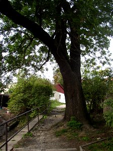 Protected example of Common Ash (Fraxinus excelsior) in Švermov (northern suburb of Kladno city), Czech Republic.