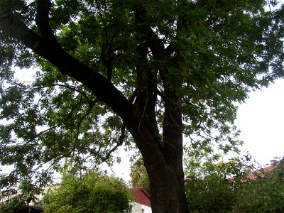 Protected example of Common Ash (Fraxinus excelsior) in Švermov (northern suburb of Kladno city), Czech Republic.