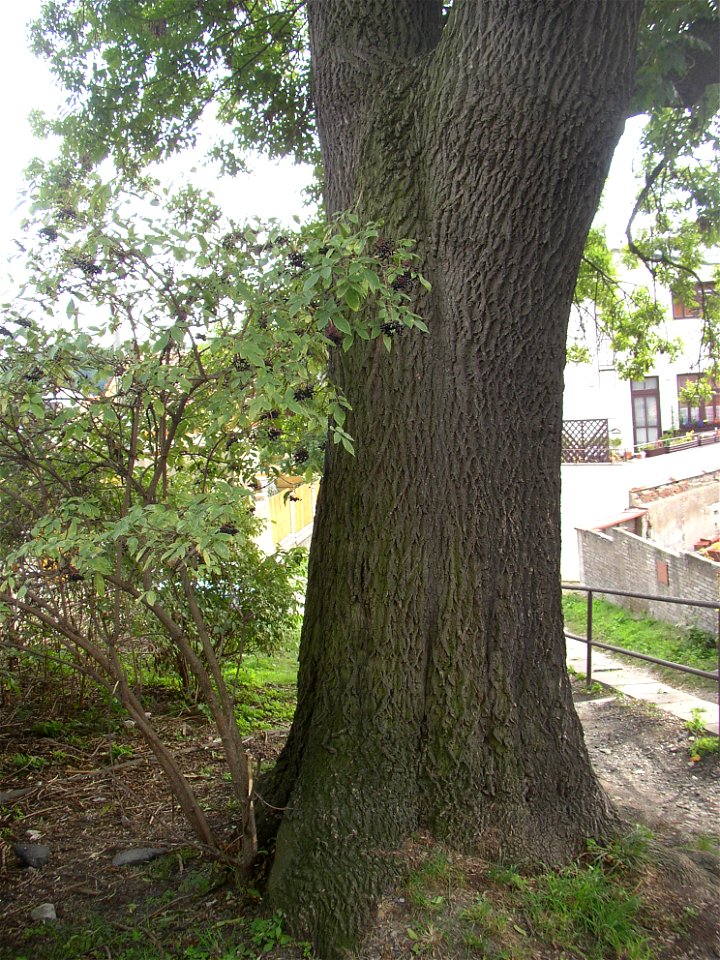 Protected example of Common Ash (Fraxinus excelsior) in Švermov (northern suburb of Kladno city), Czech Republic.