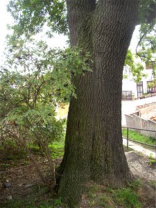 Protected example of Common Ash (Fraxinus excelsior) in Švermov (northern suburb of Kladno city), Czech Republic.