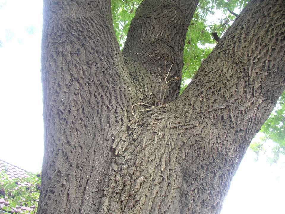 Protected example of Common Ash (Fraxinus excelsior) in Švermov (northern suburb of Kladno city), Czech Republic.
