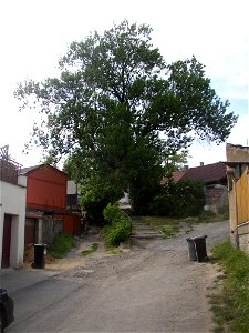 Protected example of Common Ash (Fraxinus excelsior) in Švermov (northern suburb of Kladno city), Czech Republic.