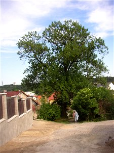 Protected example of Common Ash (Fraxinus excelsior) in Švermov (northern suburb of Kladno city), Czech Republic.