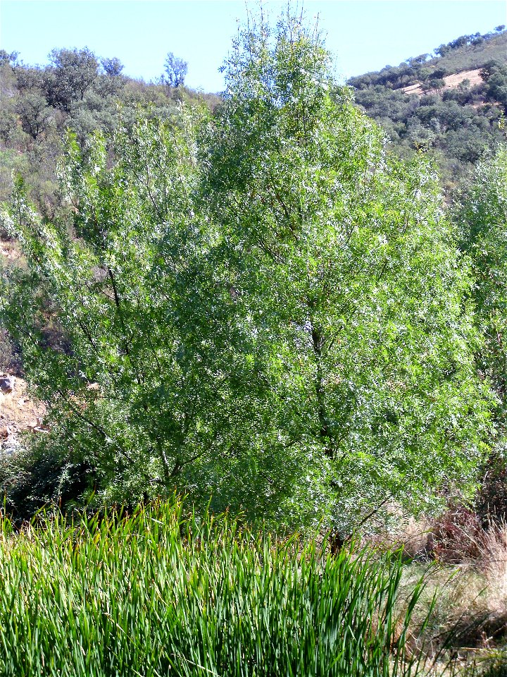Fraxinus excelsior habit, Fresnedas river, Valle de Alcudia and Campo de Calatrava