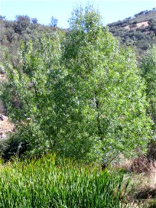 Fraxinus excelsior habit, Fresnedas river, Valle de Alcudia and Campo de Calatrava