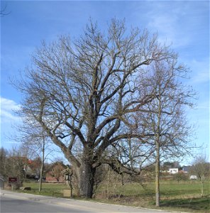 Esche an der Almebrücke in Niederntudirf, Naturdenkmal des Kreises Paderborn Nr. 240 photo