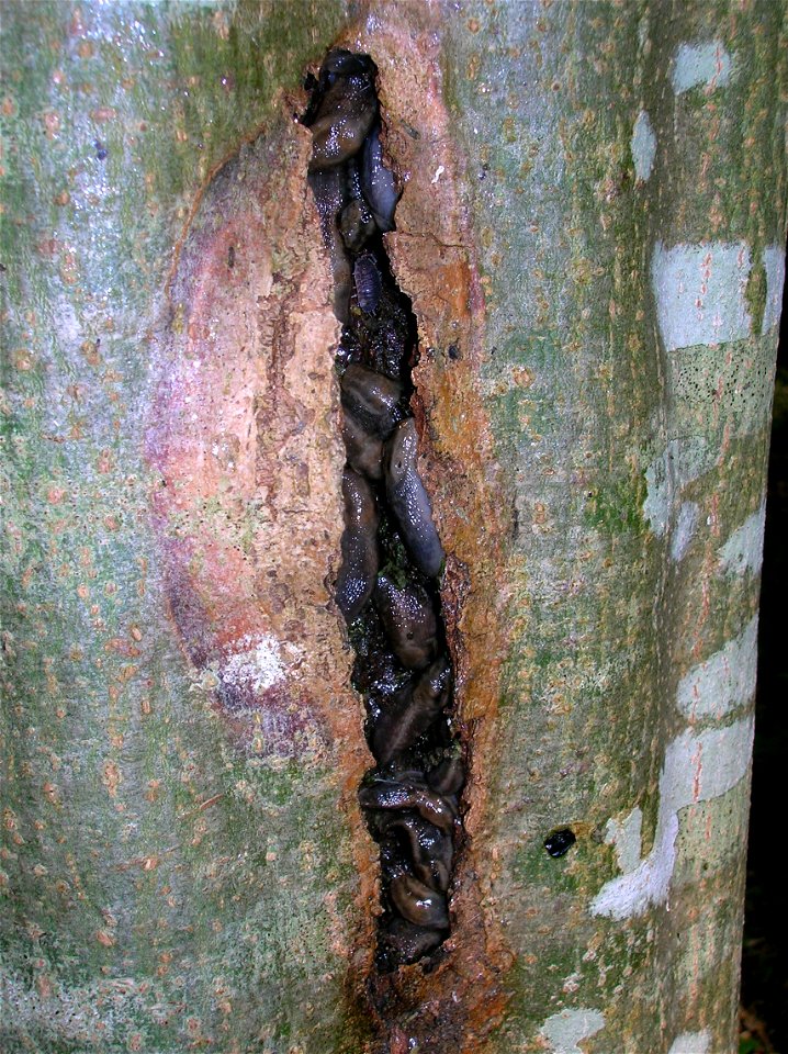 A Sun Scald fissure with dormant slugs Lehmannia sp. (family Limacidae). Eglinton, North Ayrshire, Scotland.