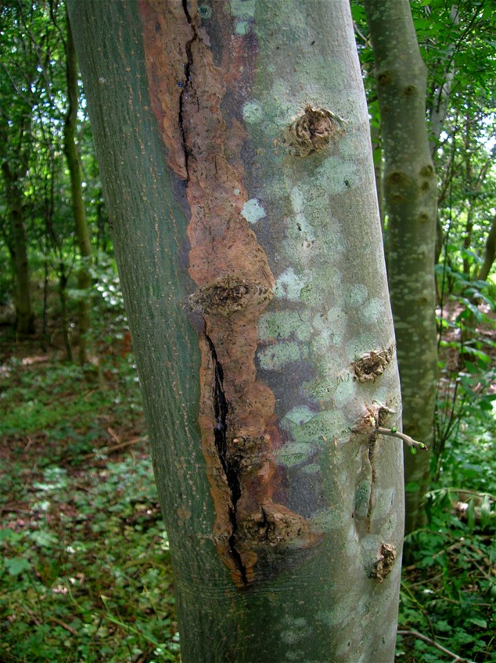 Sun Scald on Ash tree bark in Eglinton, North Ayrshire, Scotland.
