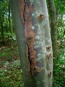 Sun Scald on Ash tree bark in Eglinton, North Ayrshire, Scotland.