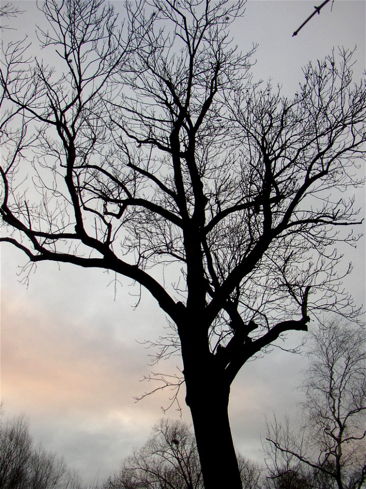 Protected example of Common Ash (Fraxinus excelsior) in Třebusice, Kladno District, Czech Republic.