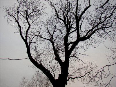 Protected example of Common Ash (Fraxinus excelsior) in Třebusice, Kladno District, Czech Republic.
