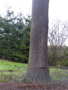 Protected example of Common Ash (Fraxinus excelsior) in Třebusice, Kladno District, Czech Republic.